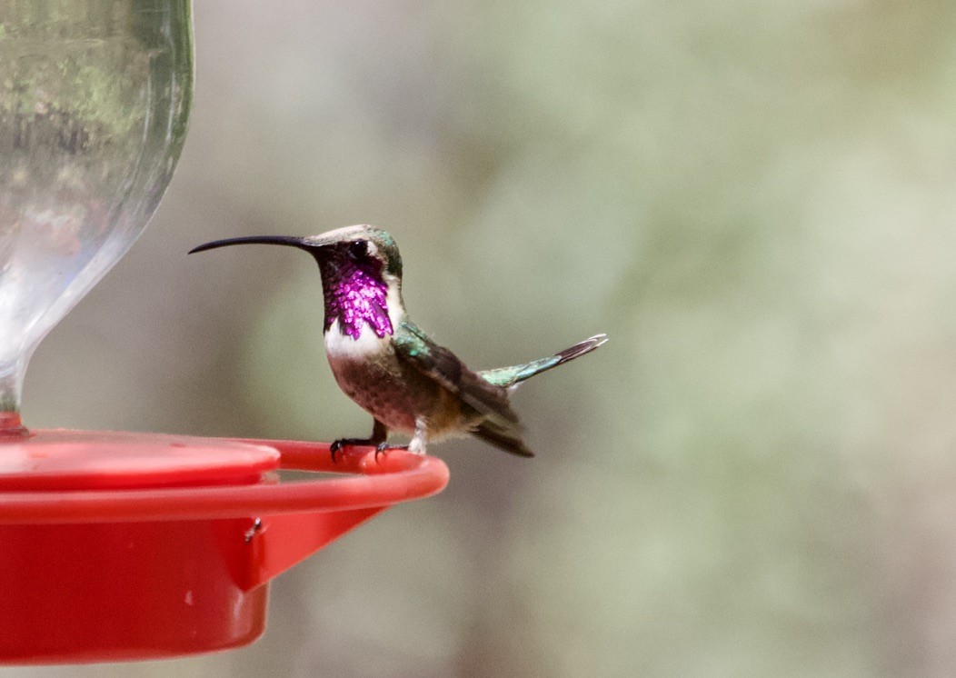 Luzifersternkolibri - ML538757961