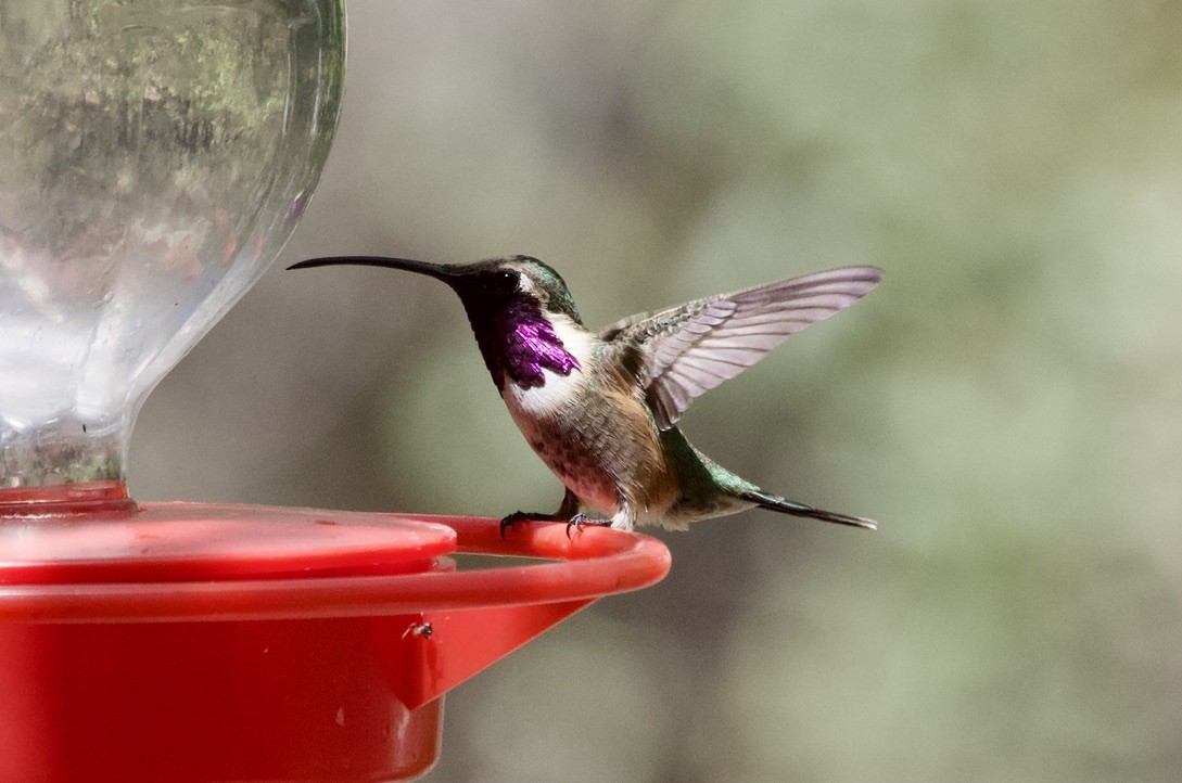 Luzifersternkolibri - ML538758111