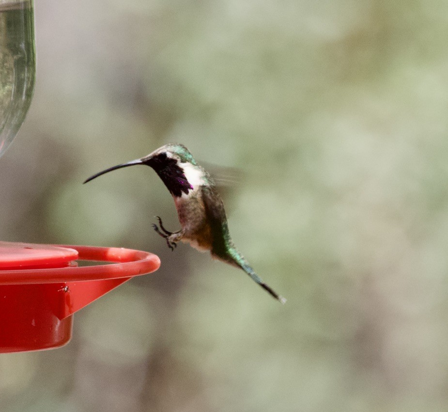 Lucifer Hummingbird - ML538758151