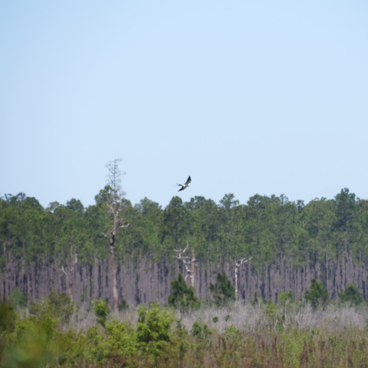 Swallow-tailed Kite - ML53875901