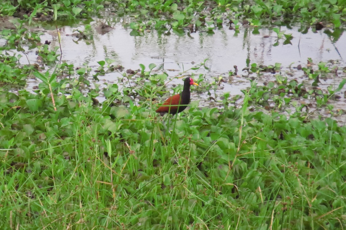 Wattled Jacana - Cleberton Bianchini