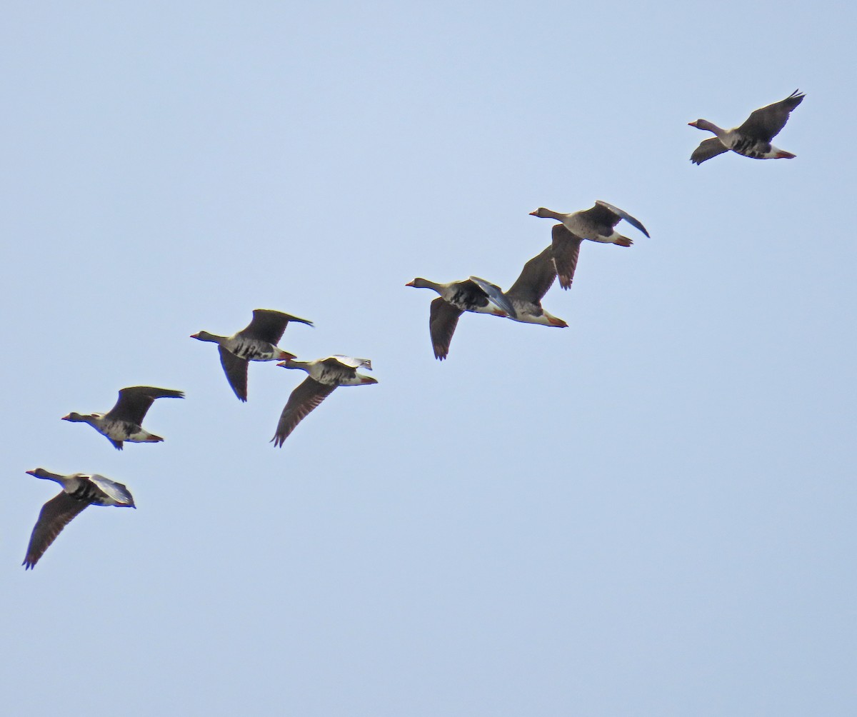 Greater White-fronted Goose - ML538759261