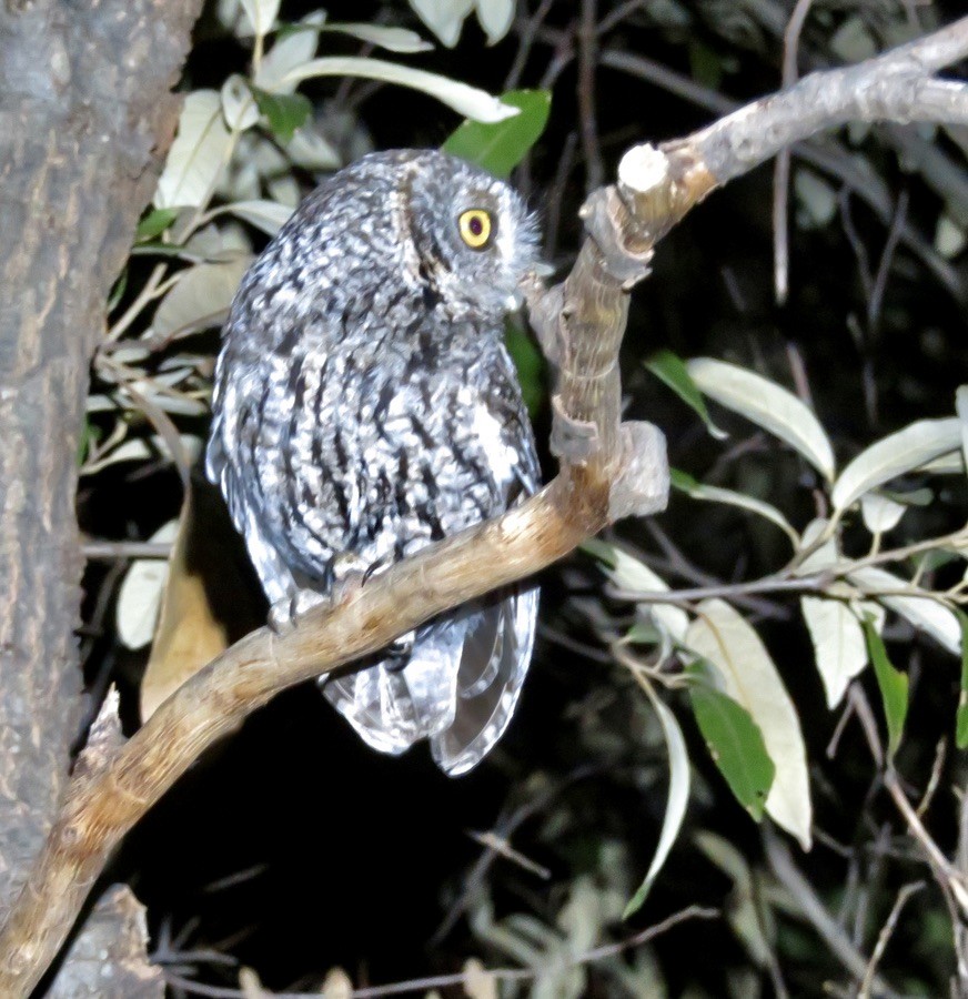 Whiskered Screech-Owl - ML538759321