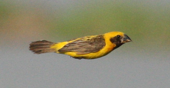 Asian Golden Weaver - ML538759761