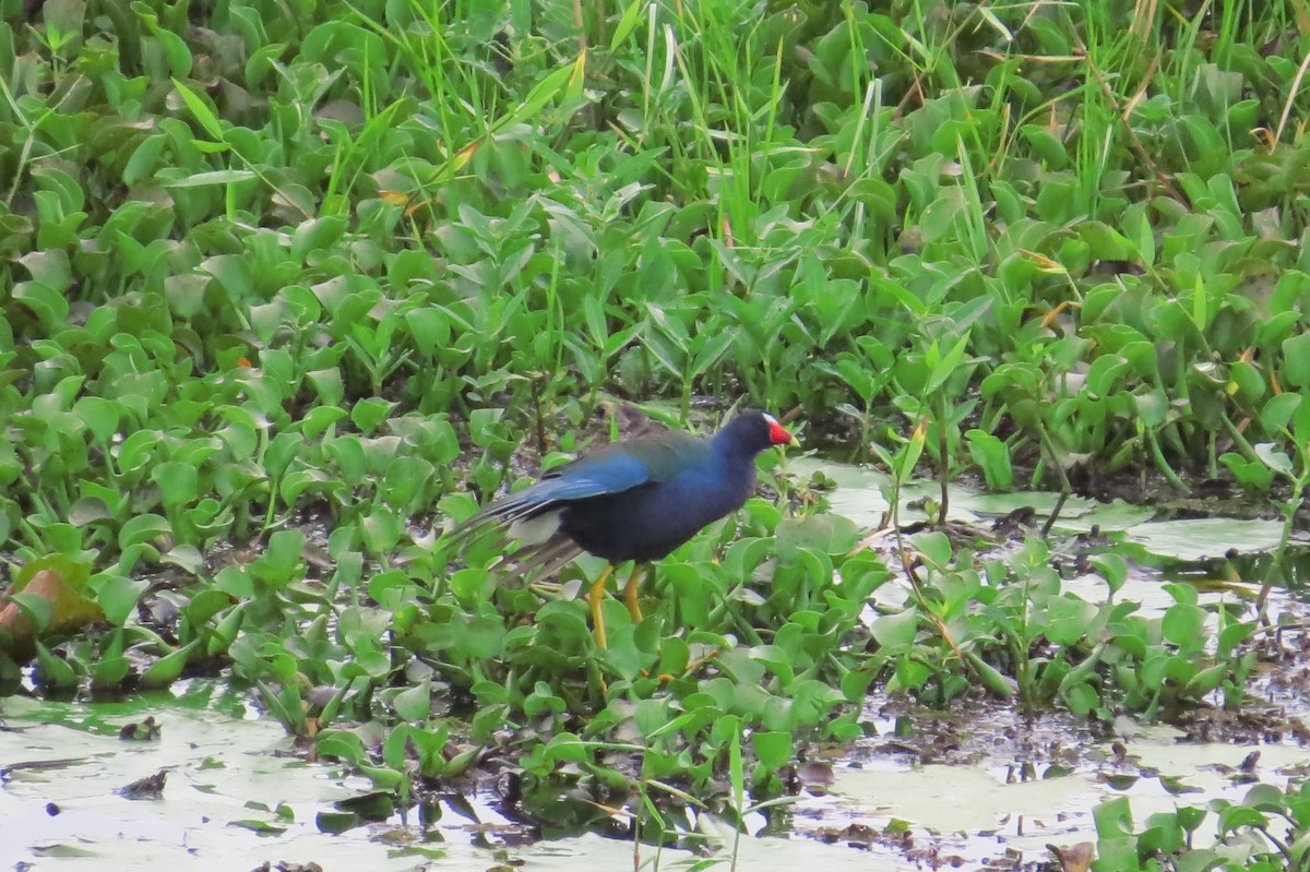 Purple Gallinule - ML538760781