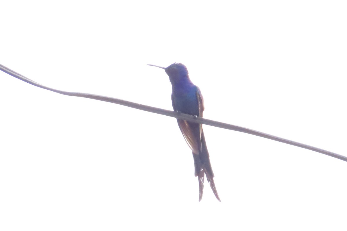 Swallow-tailed Hummingbird - ML538760841