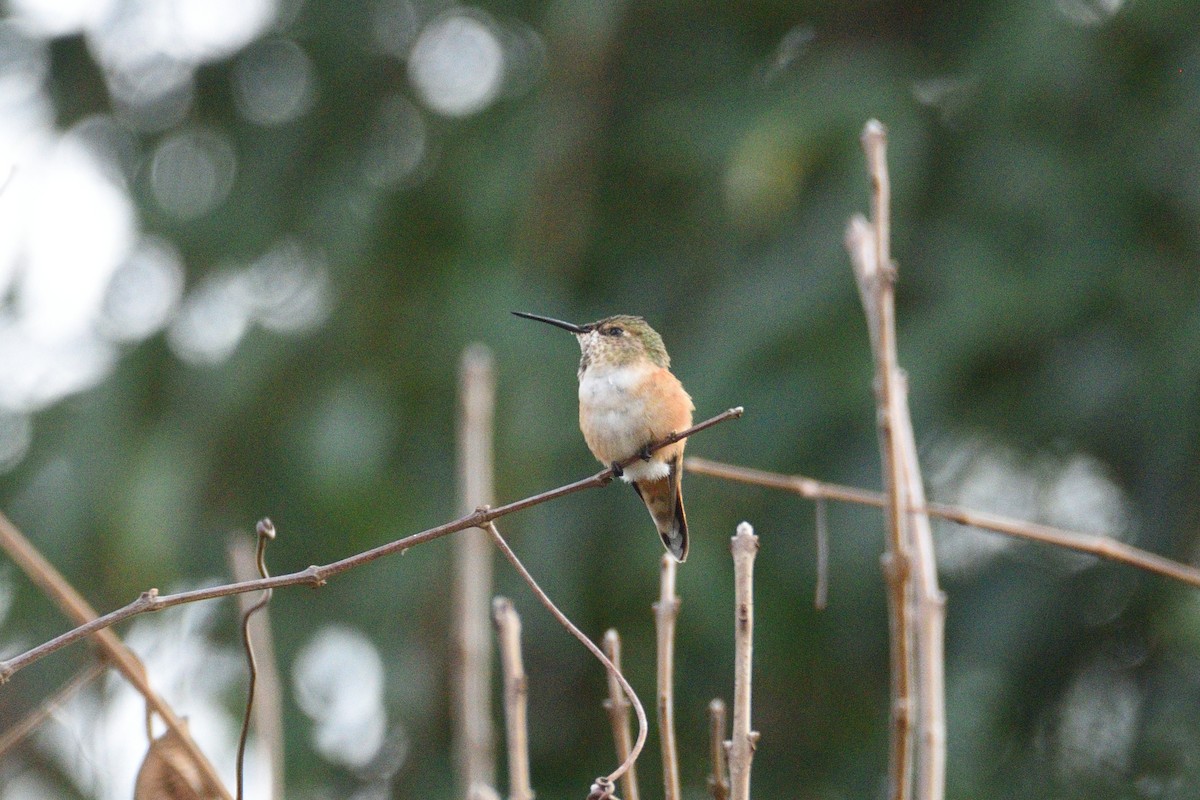 Rufous Hummingbird - ML538763251