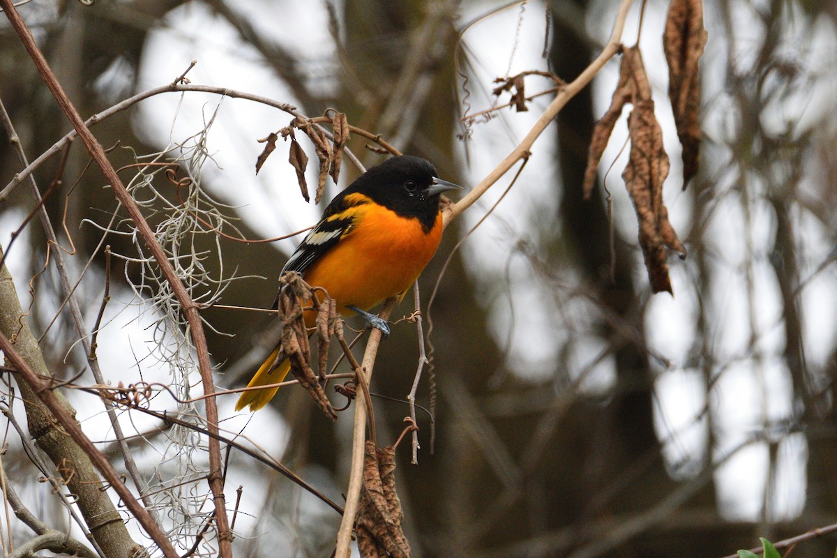 Baltimore Oriole - ML538763311