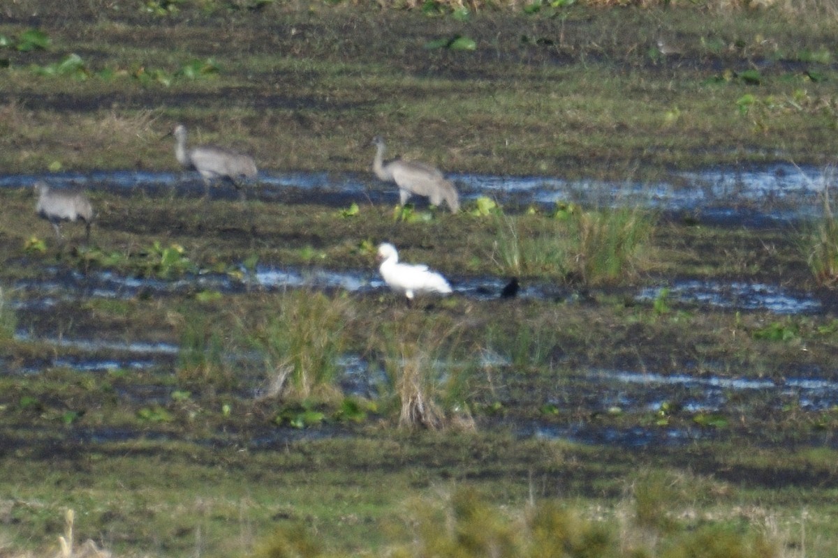 Snow Goose - ML538763621