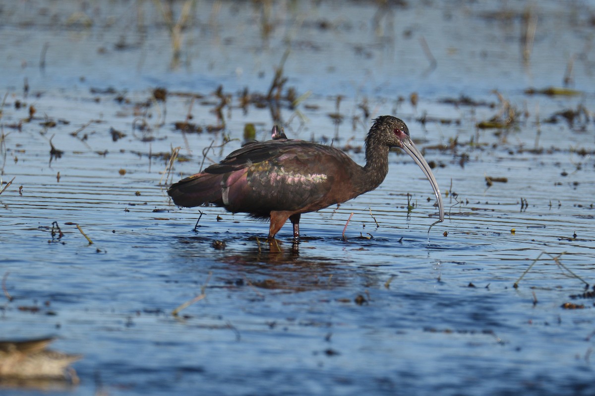 White-faced Ibis - ML538763701