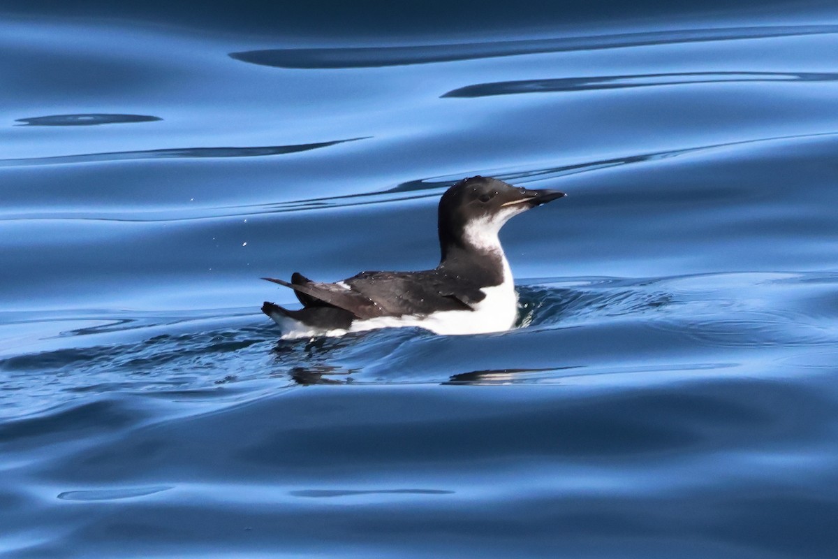 Guillemot de Brünnich - ML538764061