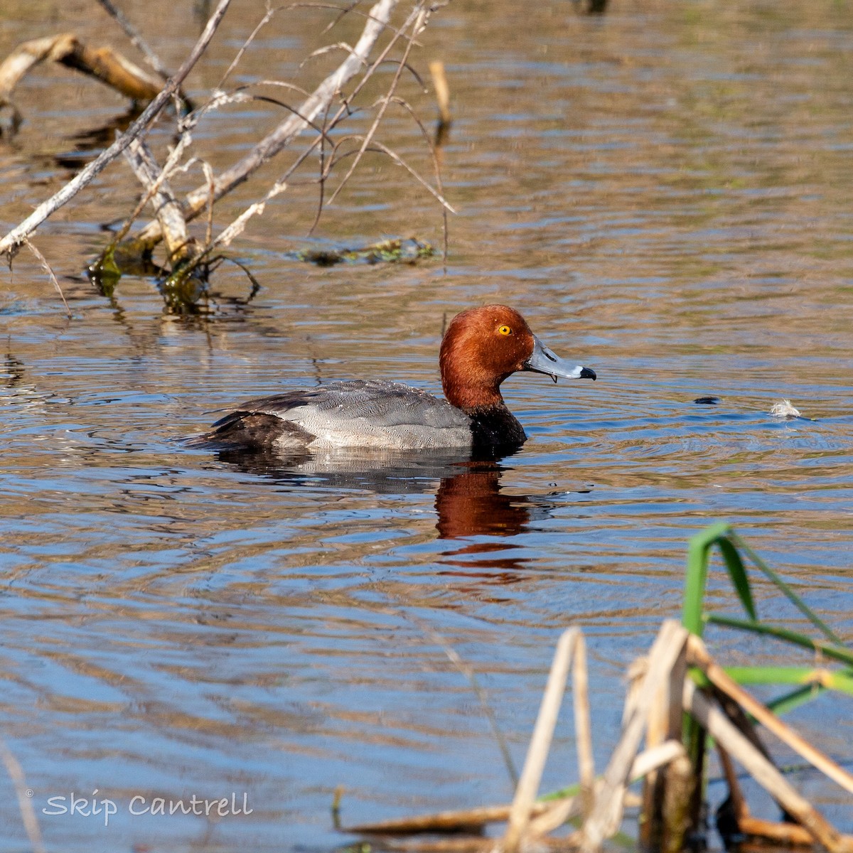 Fuligule à tête rouge - ML538764181