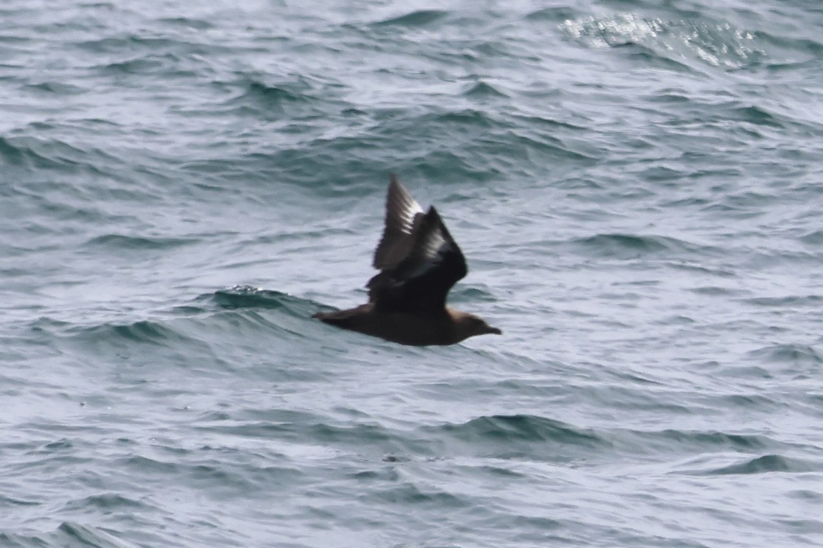 Great Skua - ML538764931