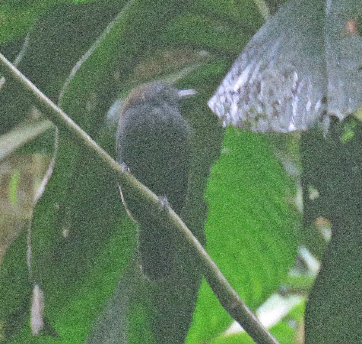 Spiny-faced Antshrike - ML538764991