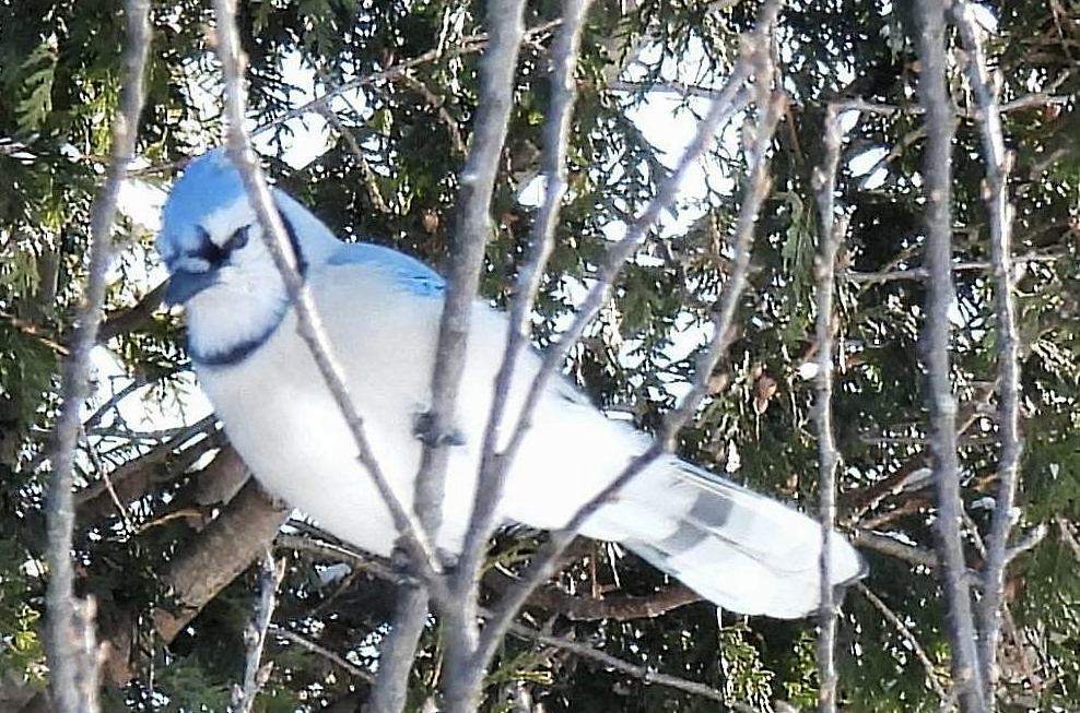 Blue Jay - Josée Hatin