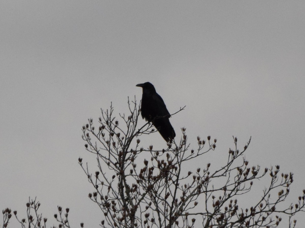 Common Raven - ML538766701