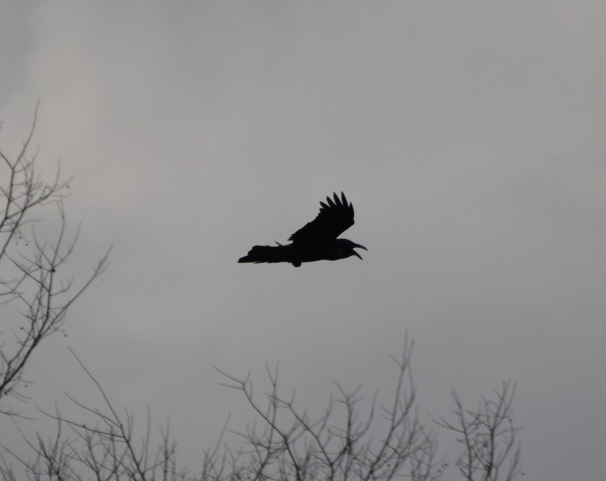 Common Raven - ML538766711