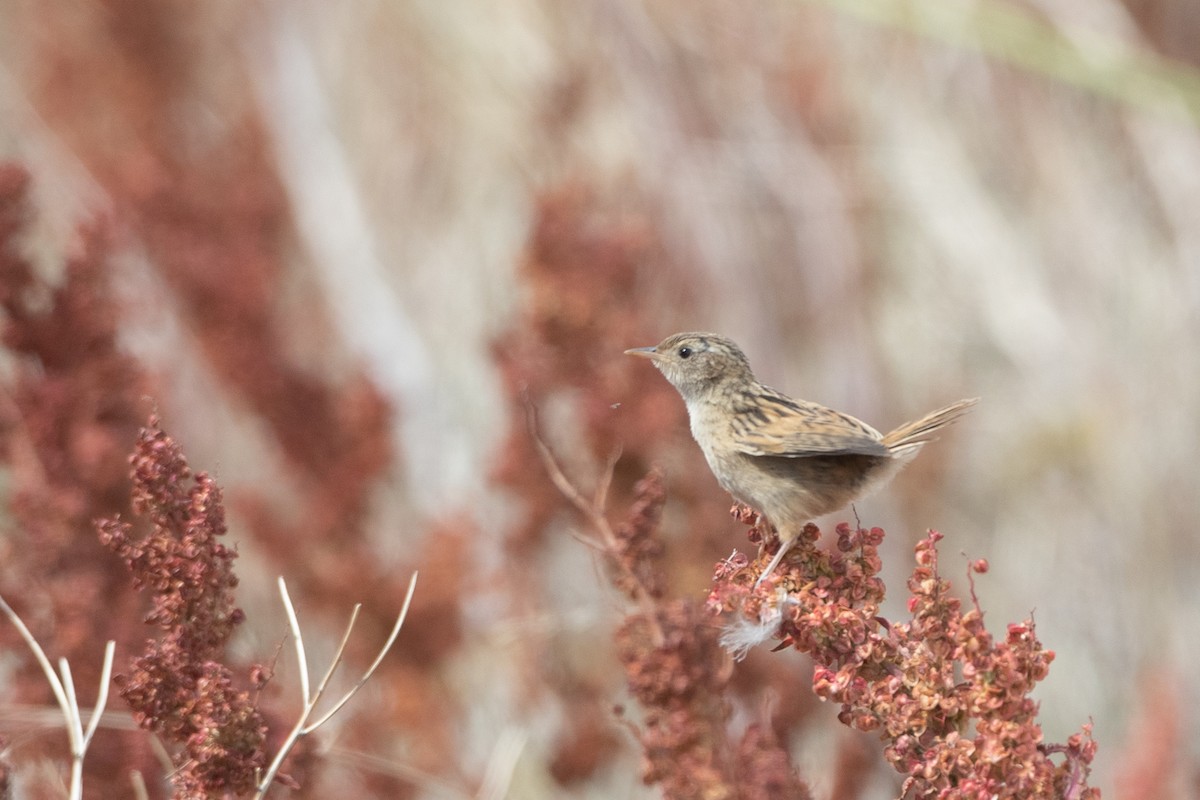 Grass Wren - ML538766851