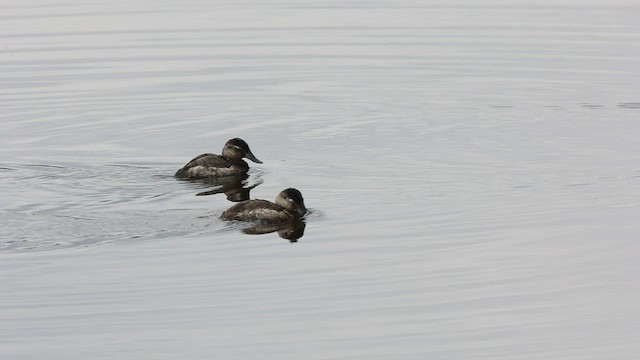 Ruddy Duck - ML538768531