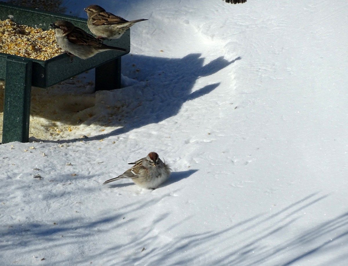 Spizella sp./American Tree Sparrow - ML538768801