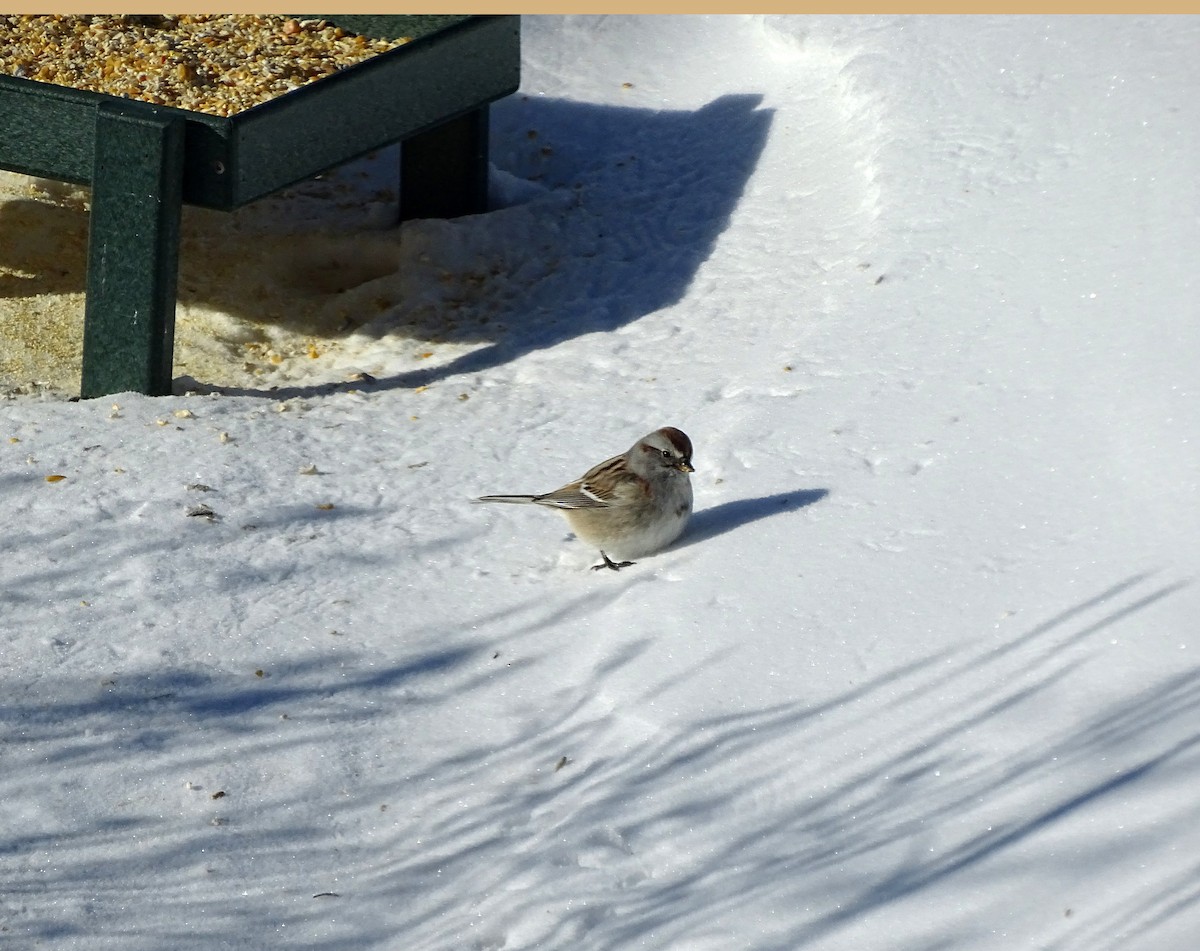 Spizella sp./American Tree Sparrow - ML538768821