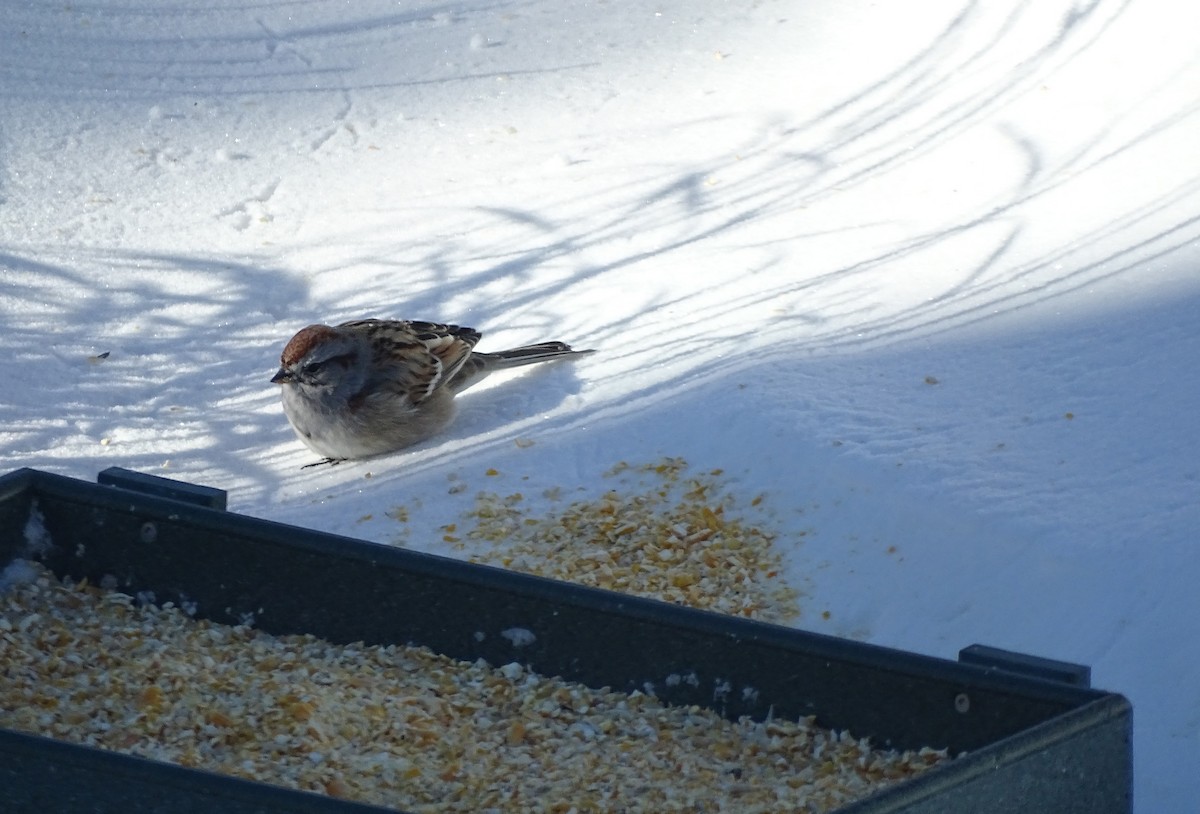 Spizella sp./American Tree Sparrow - ML538768911