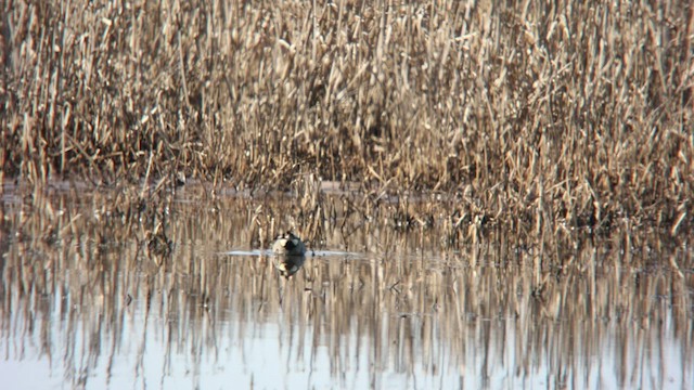 Green-winged Teal (Eurasian) - ML538769311