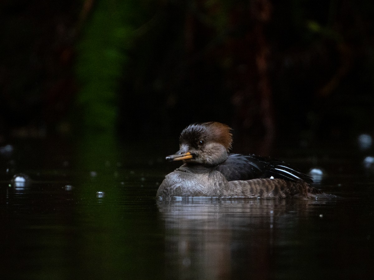 Hooded Merganser - Kellen Apuna