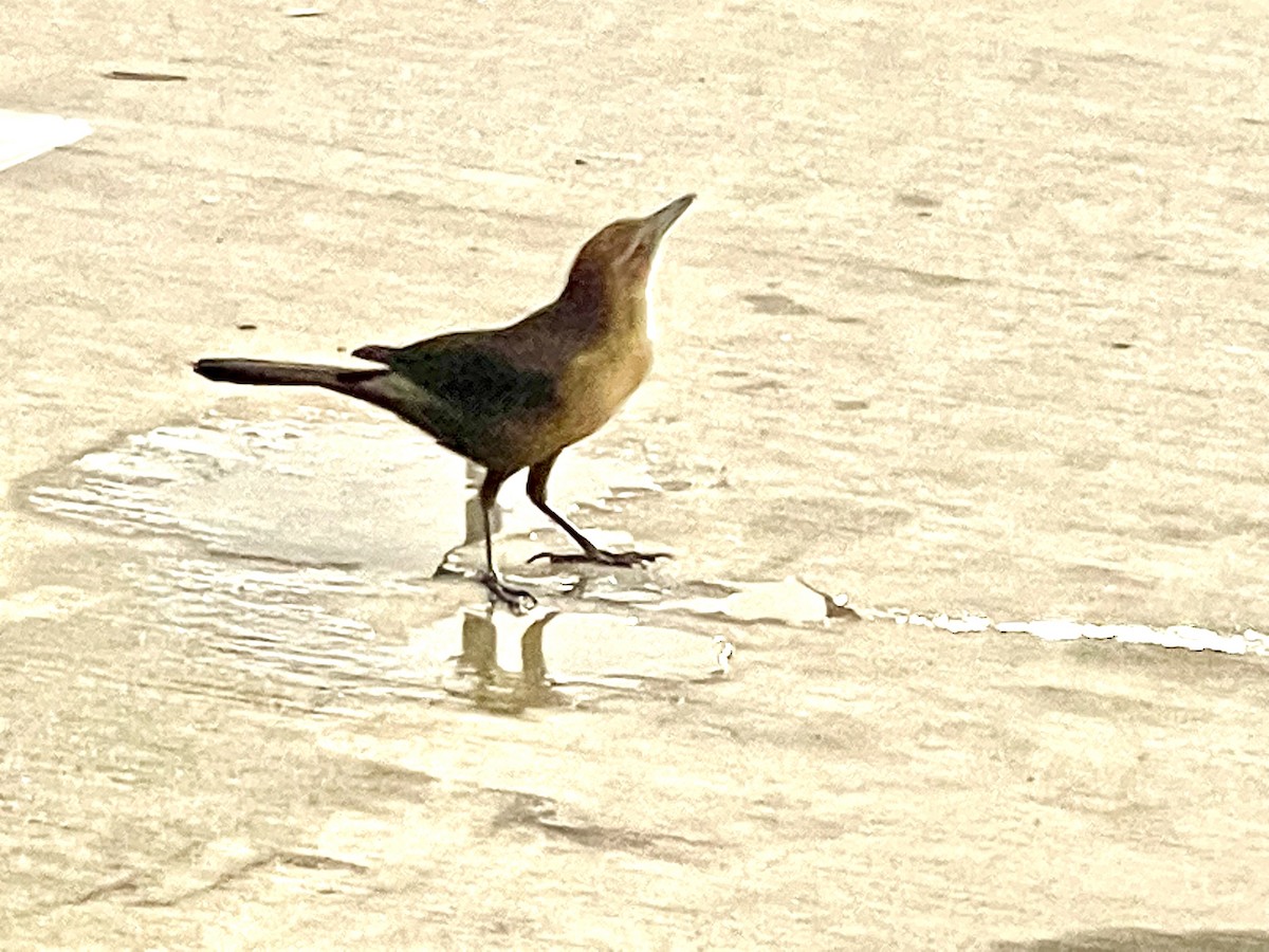 Boat-tailed Grackle - ML538769741