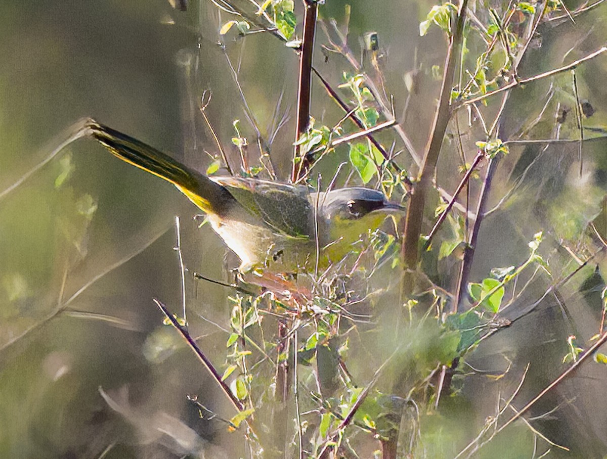 Gray-crowned Yellowthroat - Chuck Heikkinen