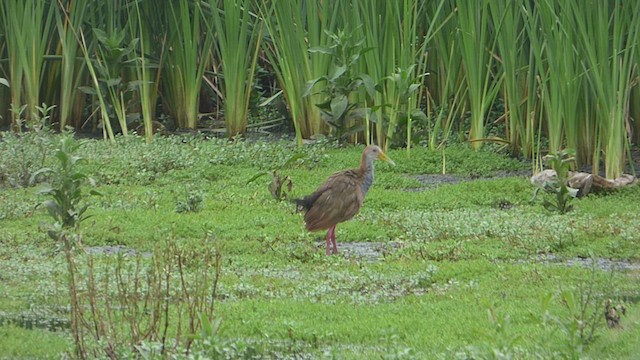 Giant Wood-Rail - ML538770341