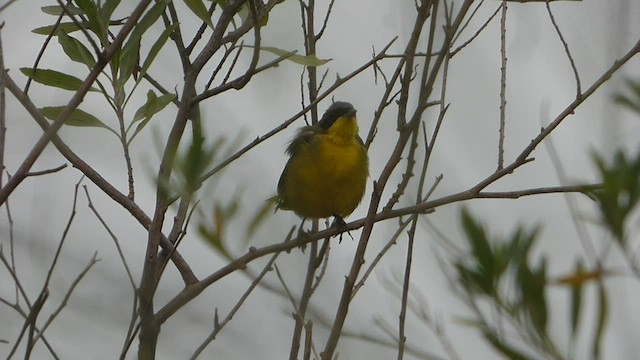 Southern Yellowthroat - ML538770441