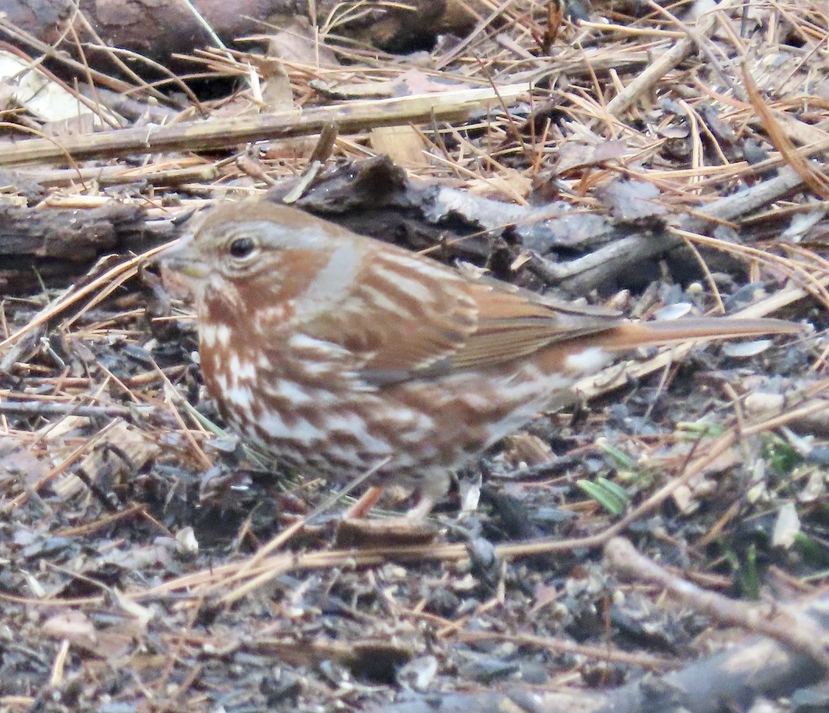 Fox Sparrow - ML538770871