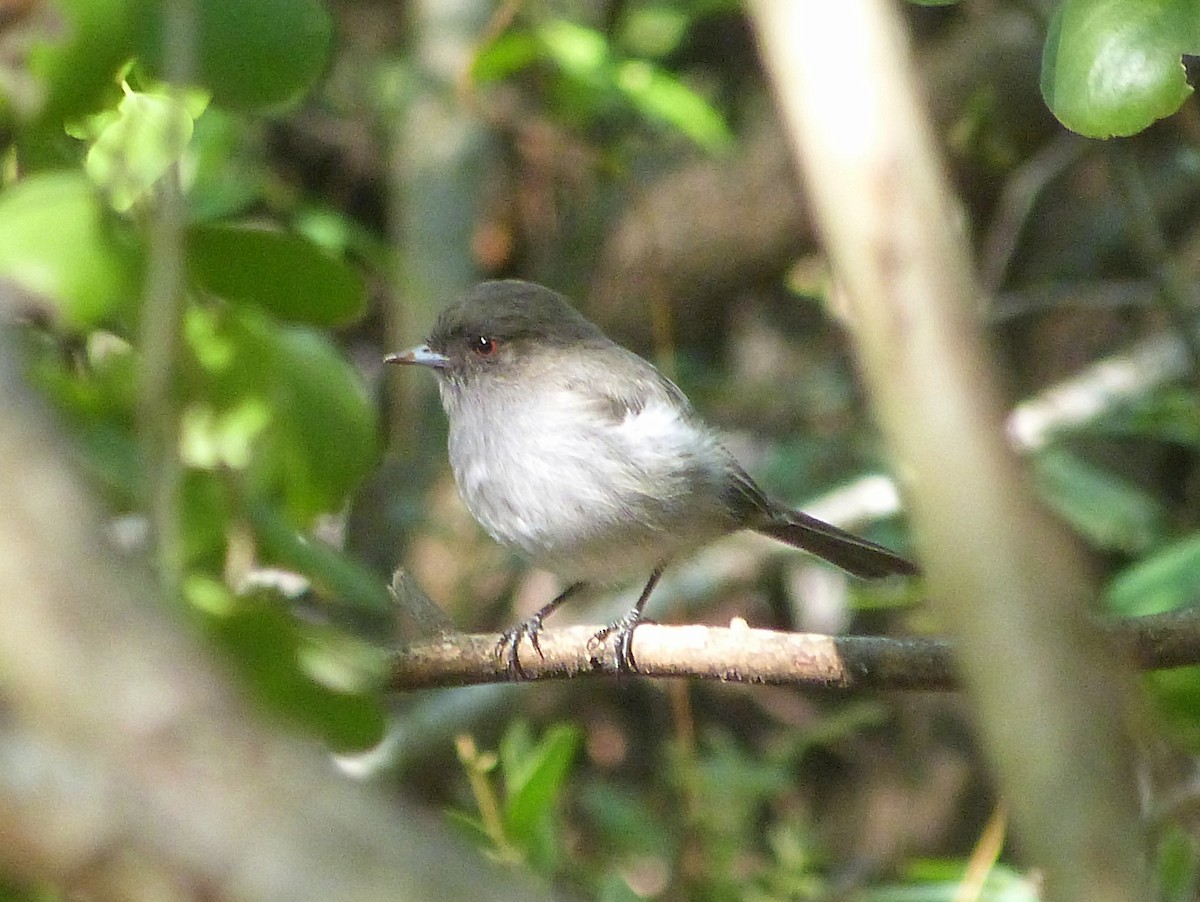 Cinereous Tyrant - Jose Navarro