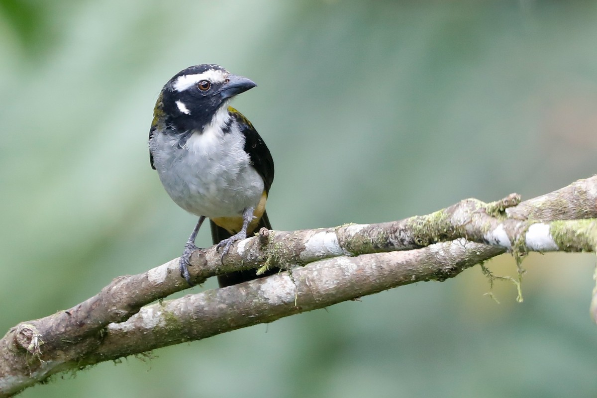 Black-winged Saltator - ML538771841