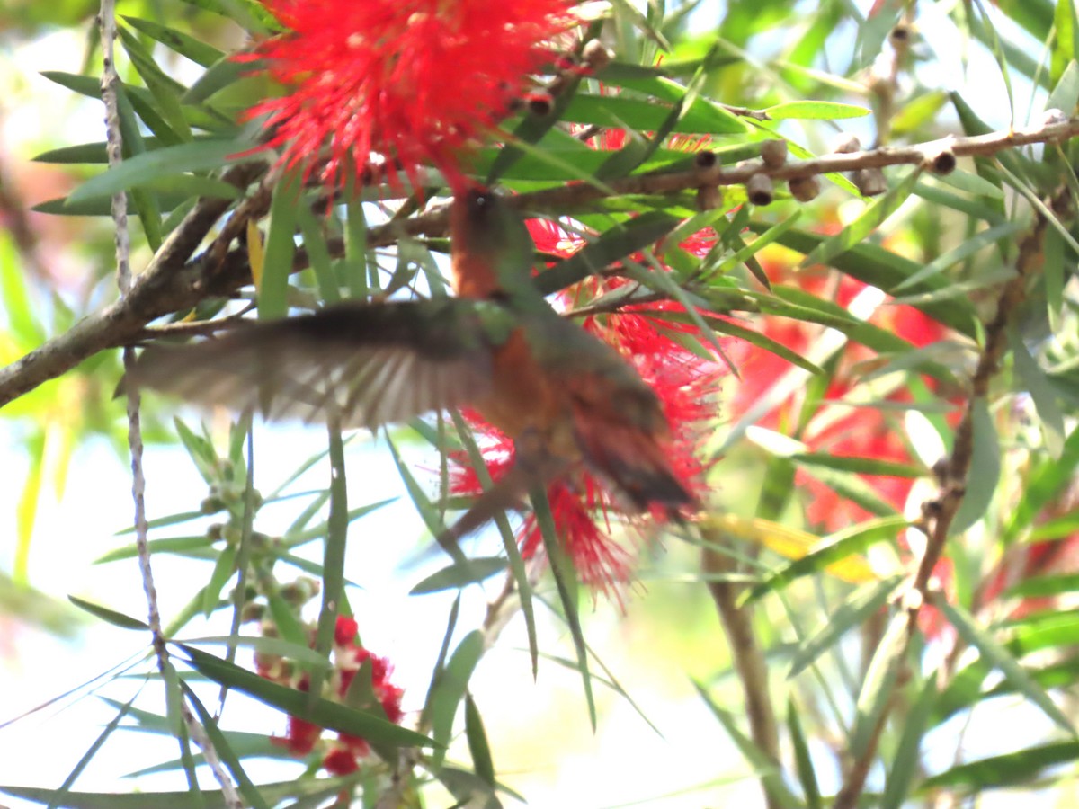 kolibřík pestroocasý - ML538771861