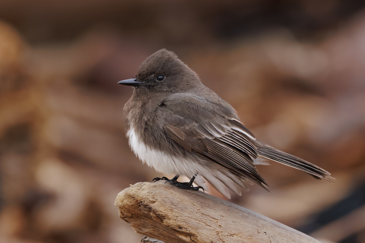 Black Phoebe - John Callender