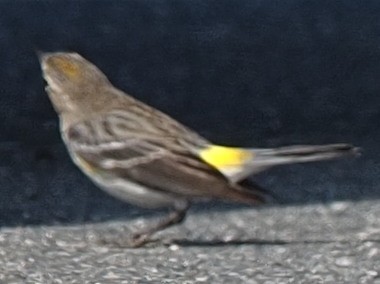 Yellow-rumped Warbler - ML538773841