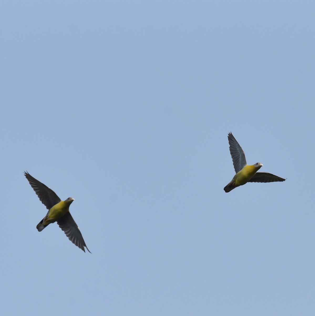 Yellow-footed Green-Pigeon - ML538773961