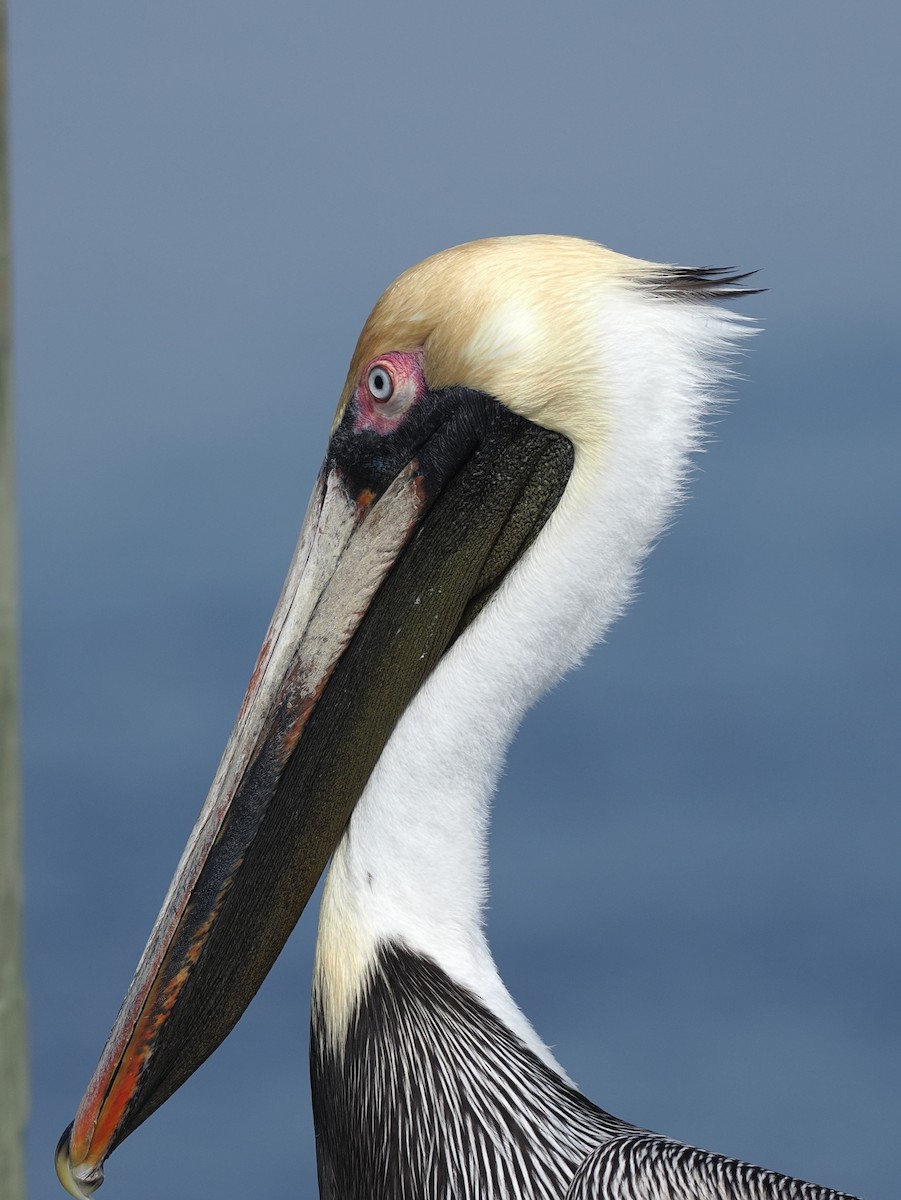 Brown Pelican - ML538776051