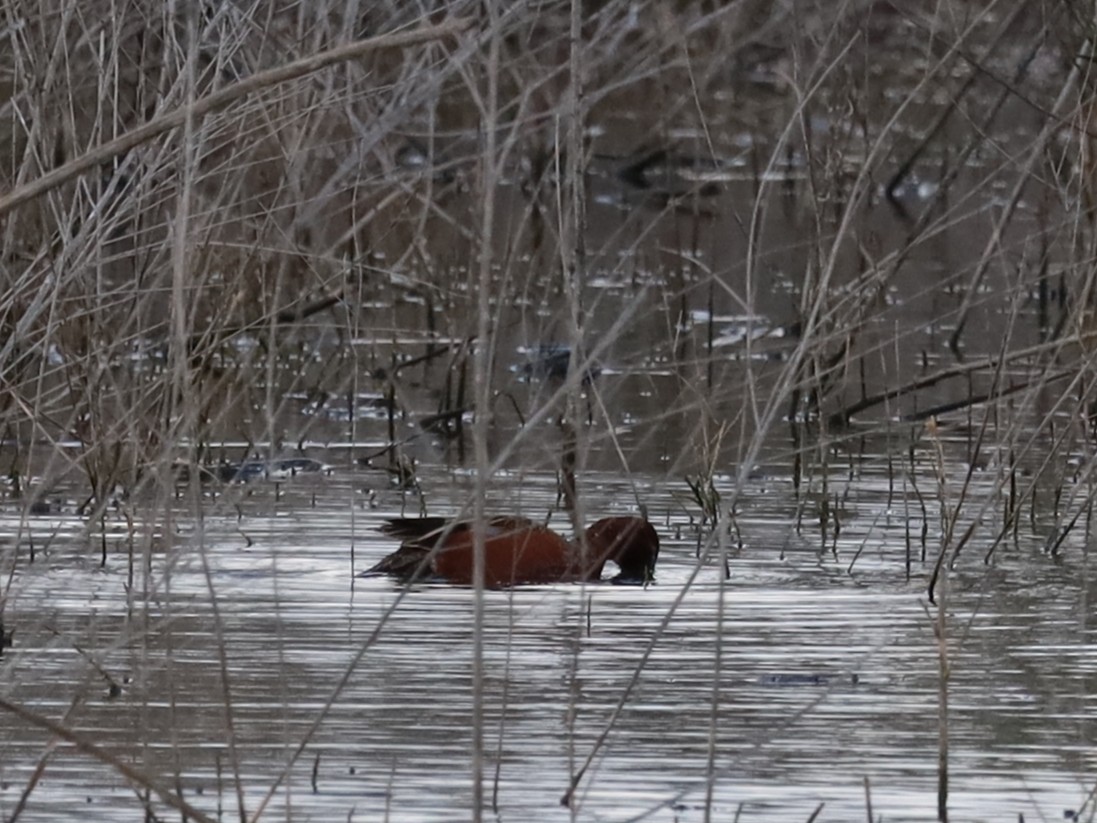 Cinnamon Teal - Richard Krapil