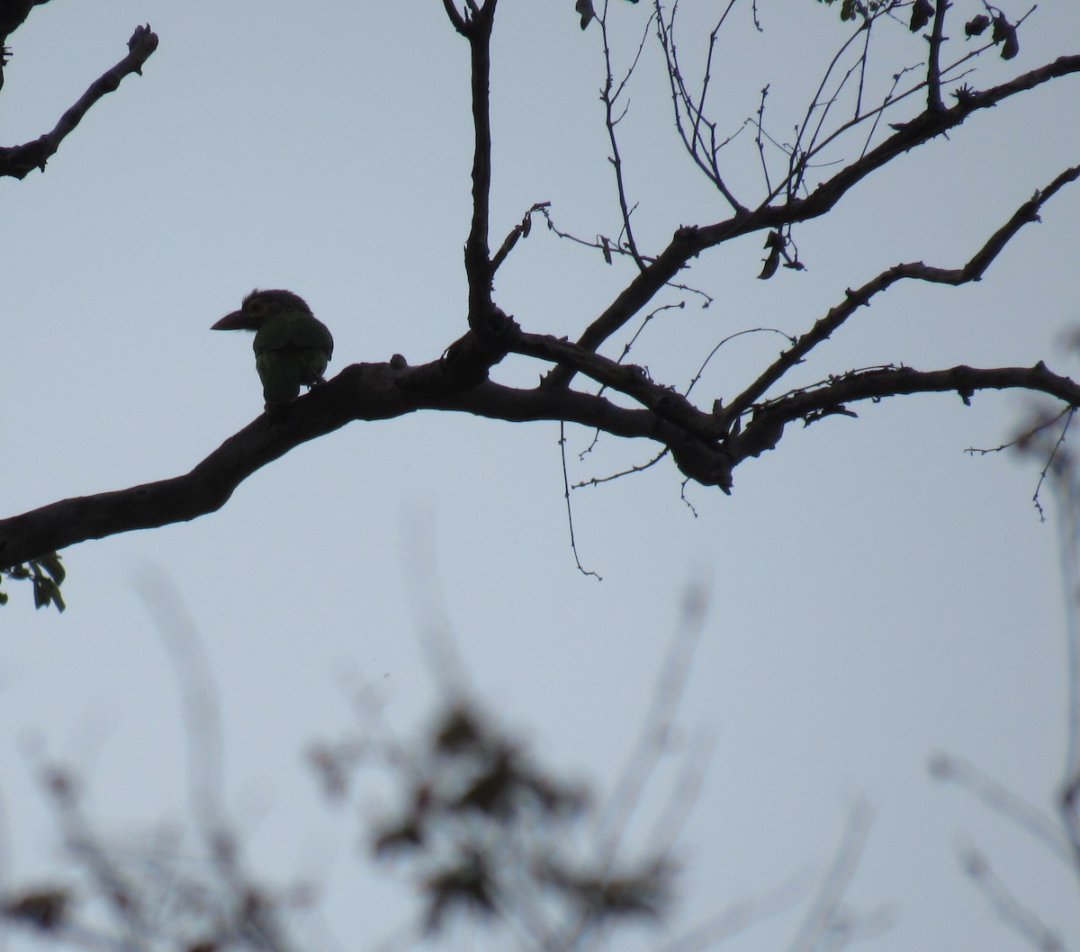 barbet hnědohlavý - ML53877651