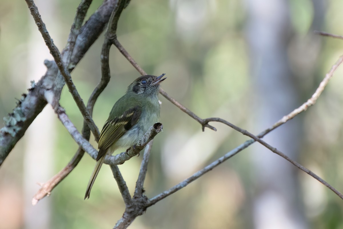 Sepia-capped Flycatcher - ML538776521