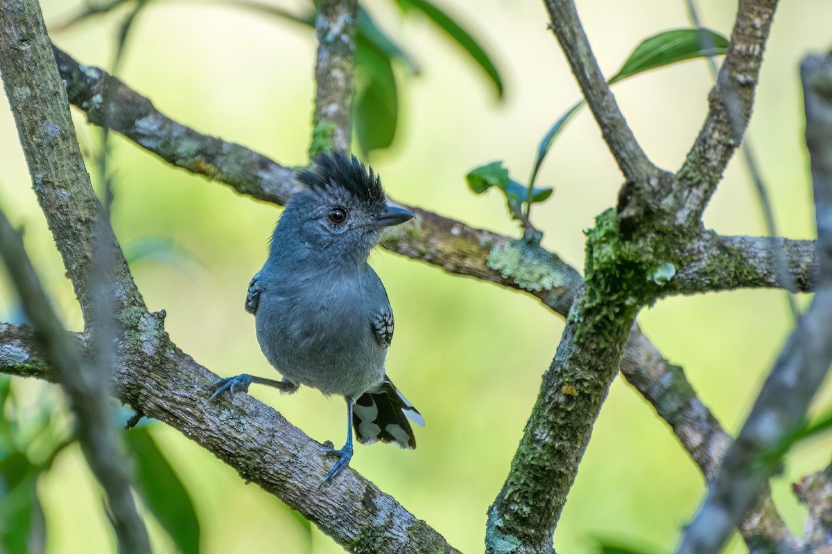 Variable Antshrike - Marcos Eugênio Birding Guide