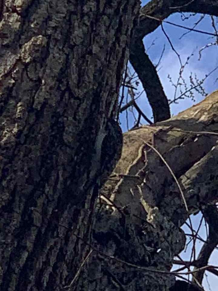 Brown Creeper - ML538776661