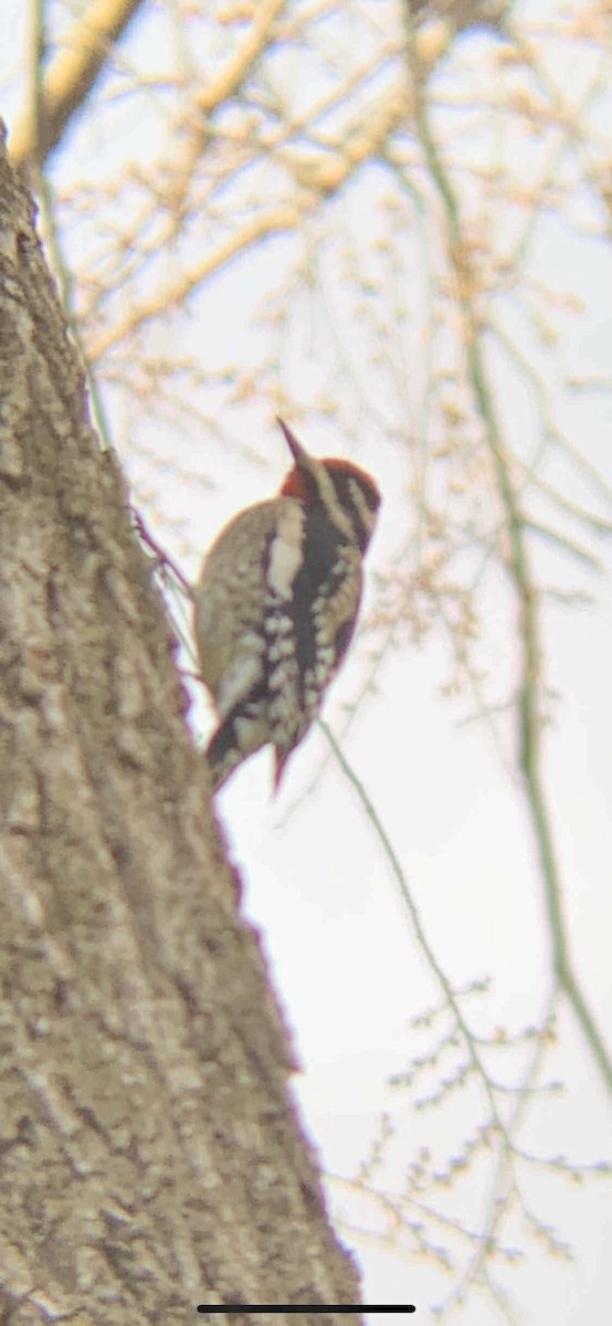 Yellow-bellied Sapsucker - Emily Dingman