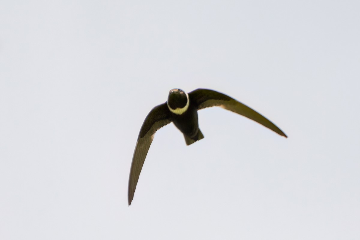 White-collared Swift - ML538776801