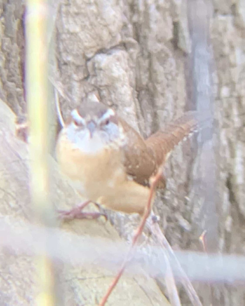 Carolina Wren - ML538776831