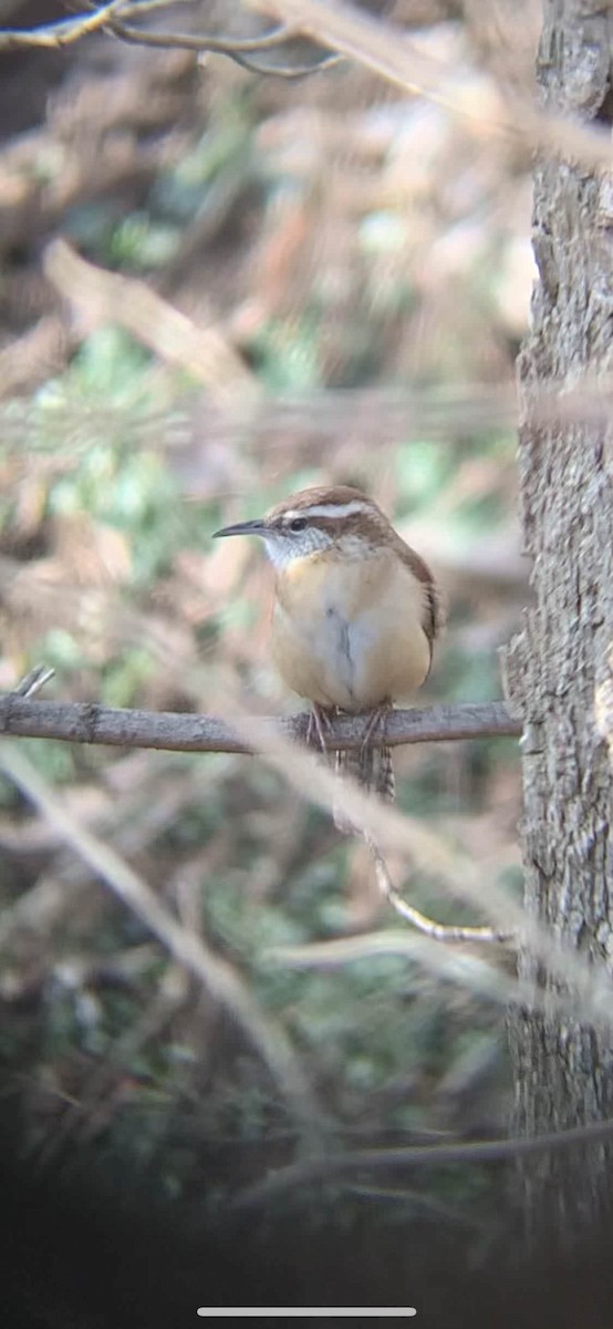 Carolina Wren - ML538776871