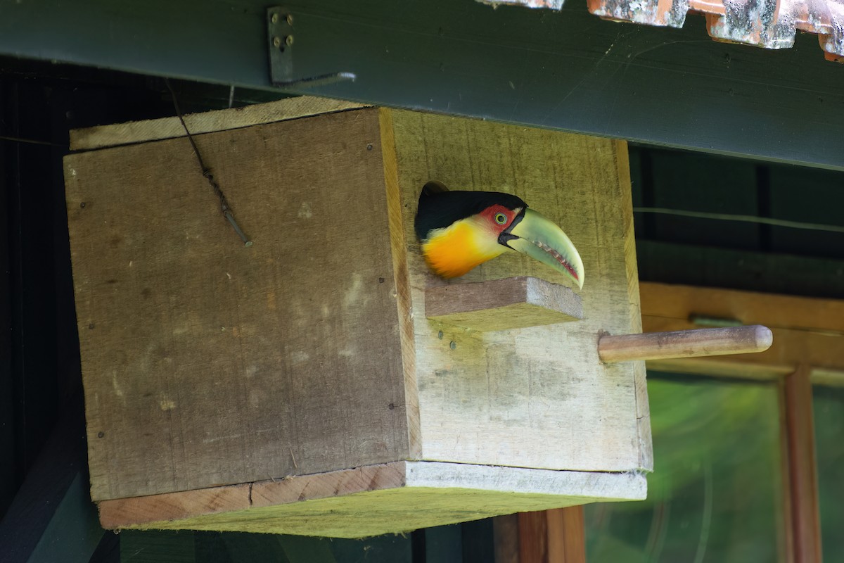 Red-breasted Toucan - ML538776891